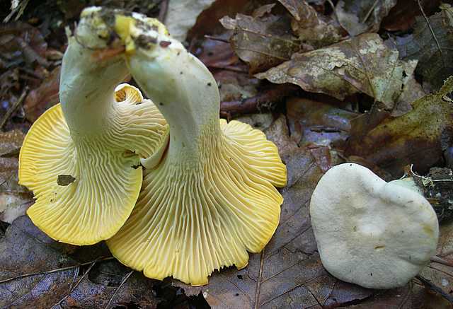 Funghi di frontiera